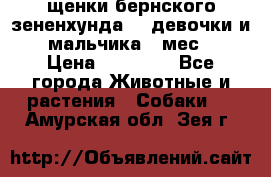 щенки бернского зененхунда. 2 девочки и 2 мальчика(2 мес.) › Цена ­ 22 000 - Все города Животные и растения » Собаки   . Амурская обл.,Зея г.